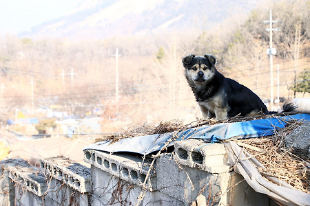 골목길 강아지들 (백사마을. 2015.01.11.일)