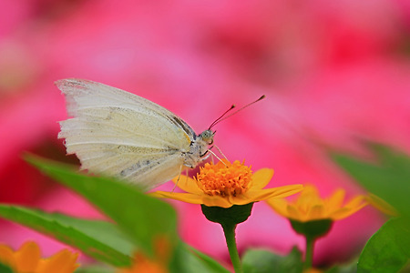 꽃과 나비 (나비공원. 2015.06.13.토)