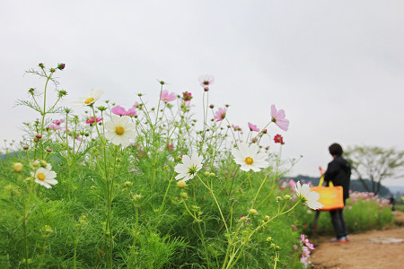 꽃 나들이 (드림파크. 2013.09.29.일)