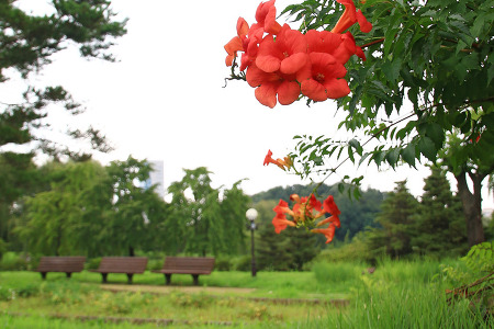 능소화. 배롱나무 (일산호수공원. 2015.08.04.화)