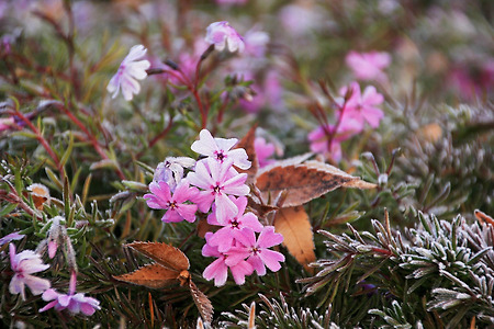 꽃... 서리를 품다 (인천대공원. 2013.11.24.일)