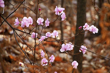 봄... 빛과 색 (의왕시자연학습공원. 2015.03.29.일)
