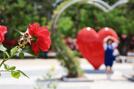 꽃은 피고 져도 사랑은... (일산호수공원. 2017.06.05.월)