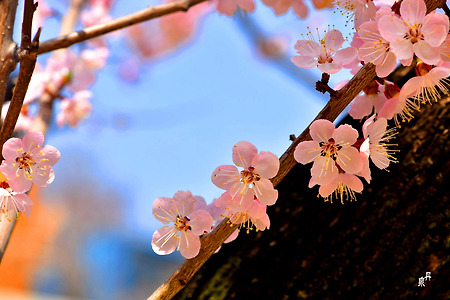 연분홍치마가 봄바람에 휘날리듯,,, 연분홍 살구꽃