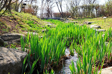인천수목원의 봄 (인천대공원. 2018.04.11.수)
