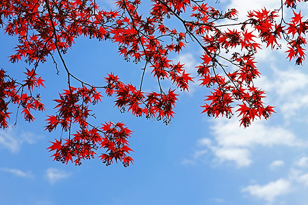 단풍나무의 봄 (보타암. 2019.04.17.수)