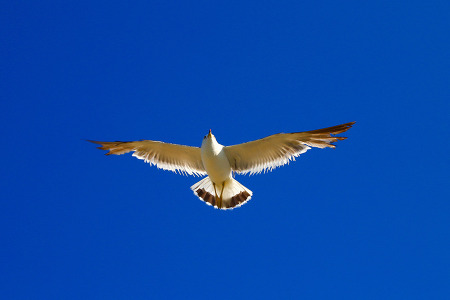 자유로운 날개 (청사포. 2018.07.25.수)