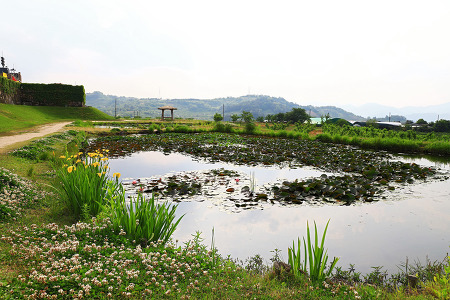 연못 풍경 (청도읍성. 2019.05.15.수)