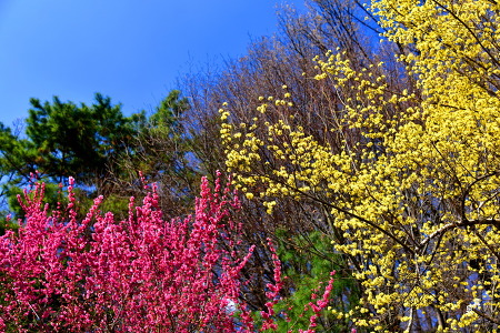 봄꽃향기 가득한  봉은사