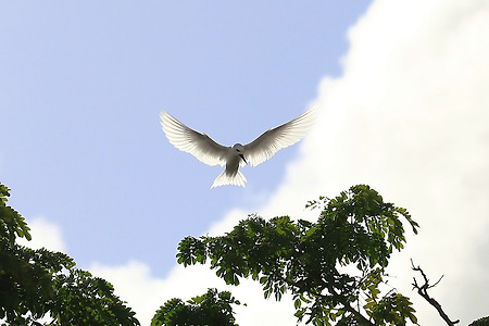 흰제비갈매기 (괌. 2017.11.27.월)