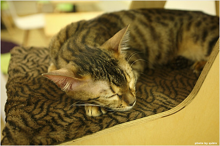 [홍대카페/고양이카페] 톰스캣 (Toms Cat), 귀여운 고양이들의 쉼터