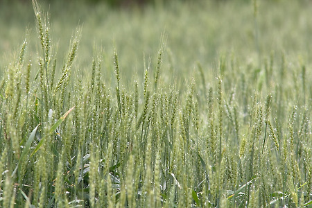 밀밭 (a wheat filed)