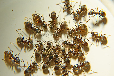 개미퇴치법·개미 없애는 방법-유령/애집/검정개미