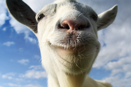 병맛게임:: Goat Simulator 염소 시뮬레이터!