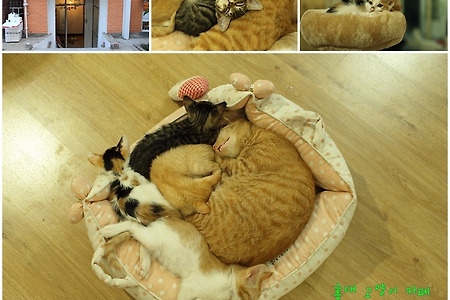 [홍대 고양이 카페] 구조된 고양이의 안식처, 마루 위 고양이