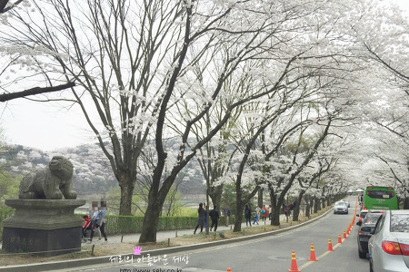 용인 호암미술관 벚꽃축제 봄소풍