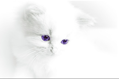 아기 고양이 화이트 흰 고양이 귀여운 고양이 새끼 키티 애완 동물 사랑스럽다 솜털 포유류 - 무료이미지
