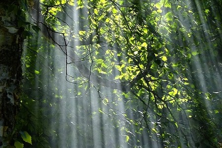 나무 줄기 나뭇잎 무성한 숲 하늘 높은 자연 생태 녹색 환경 풍경 빛나는 햇볕 - 무료이미지