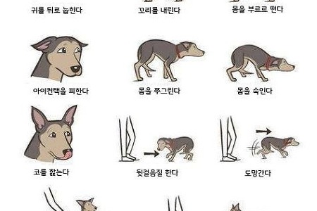 강아지 행동의 의미 분석, 강아지(개) 언어와 심리