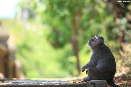 [인도네시아여행/발리] 상념에 잠긴 원숭이