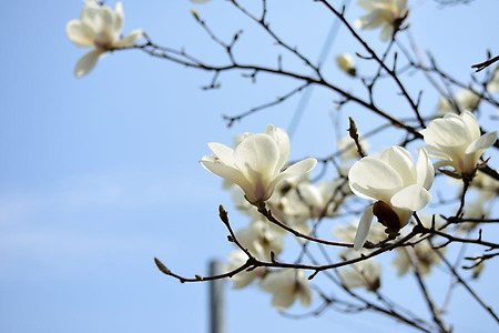 2017년 4월 4일. 벚꽃 없는 여의도 벚꽃 축제
