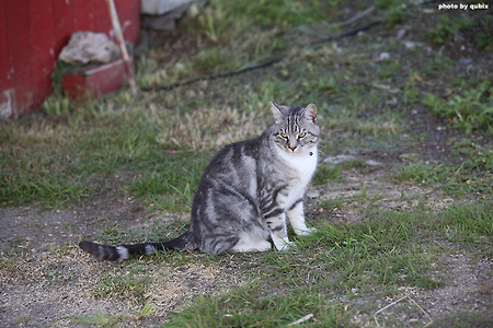 노르웨이 로포텐제도에서 만난 고양이