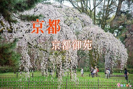 2017 일본 교토 여행기 10, 교토고엔(京都御苑) 수양벚꽃