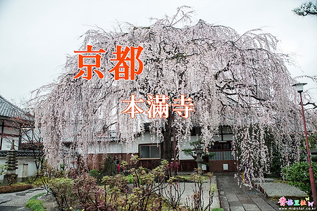 2017 일본 교토 여행기 9, 교토 혼만지(本滿寺) 수양벚꽃