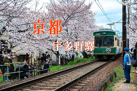 2017 일본 교토 여행기 4, 교토 우다노에끼(宇多野駅) 벚꽃, 히라노진자(平野神社) 벚꽃