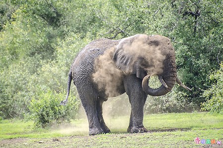[탄자니아] 코끼리