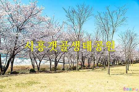 벚꽃구경 나들이, 시흥갯골생태공원