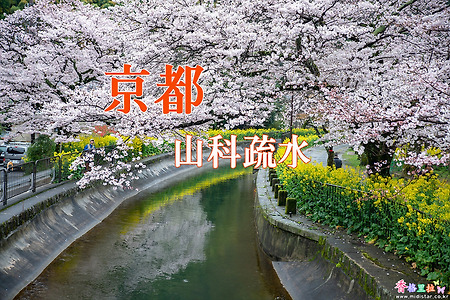 2017 일본 교토 여행기 12, 교토 야마시나 소수이(山科疏水) 벚꽃