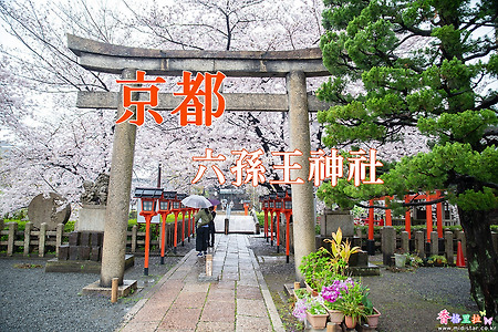 2017 일본 교토 여행기 13, 교토 로꾸손노신사(六孫王神社) 벚꽃