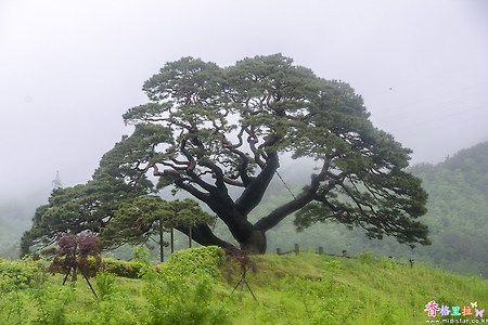 솔고개 소나무