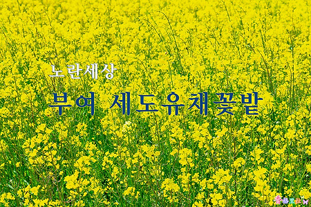 노란세상 부여 세도유채꽃밭