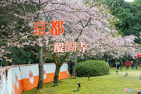 2017 일본 교토 여행기 1, 교토 다이고지(醍醐寺) 벚꽃