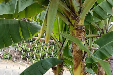 첨보는 바나나 나무에 열매가 열리고 자라는과정