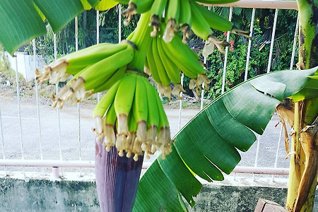 바나나 성장과정 관찰2