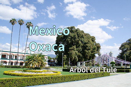 2017 멕시코 여행기 13, 와하까 아르볼 델 뚤레(Arbol del Tule)