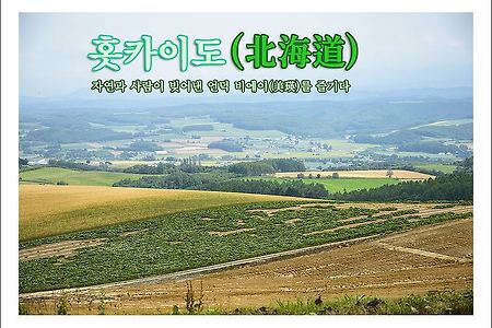 2013 일본 홋카이도(北海道) 여행기 간노 팜