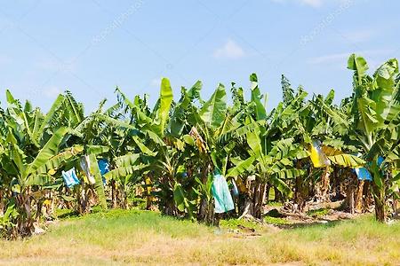 바나나 농장 생산과정