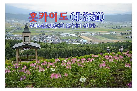 2013 일본 홋카이도(北海道) 여행기 후라노 사이가노사토(彩香の里)