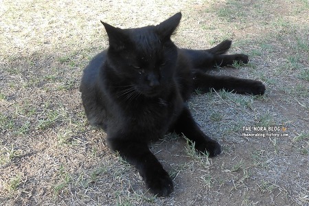 검은털이 멋진 이웃집 고양이 멋찌