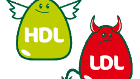 정상 수치 콜레스테롤 ldl 콜레스테롤 검사(HDL,