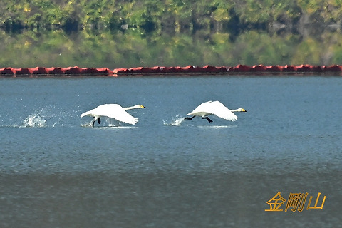 큰고니