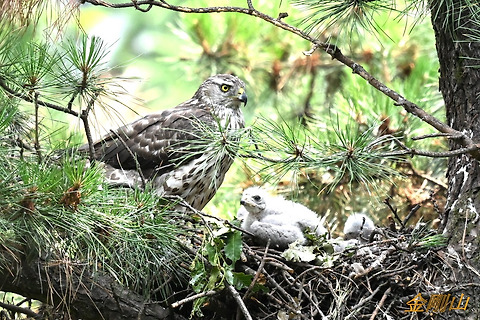 보라매