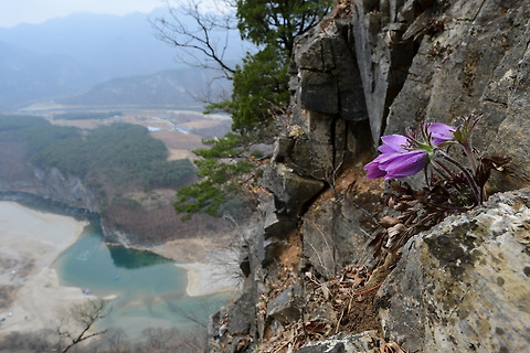 동강할미꽃