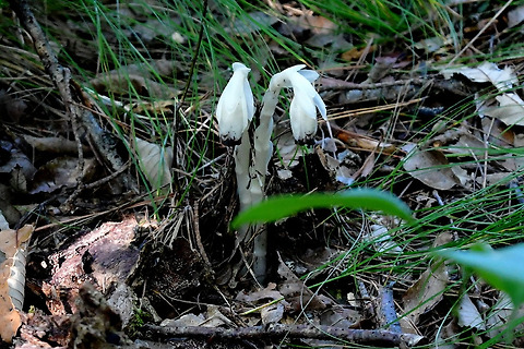 수정난풀