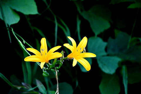 원추리