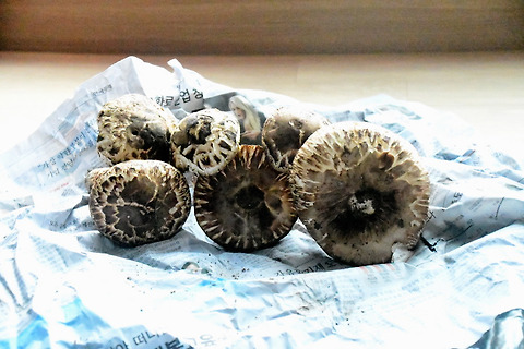 송이바섯 